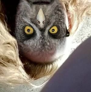 Meet your Posher, Dorathy